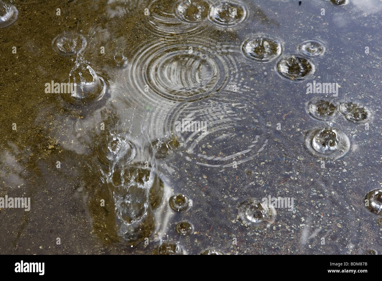 Gocce di pioggia in una pozza Foto Stock