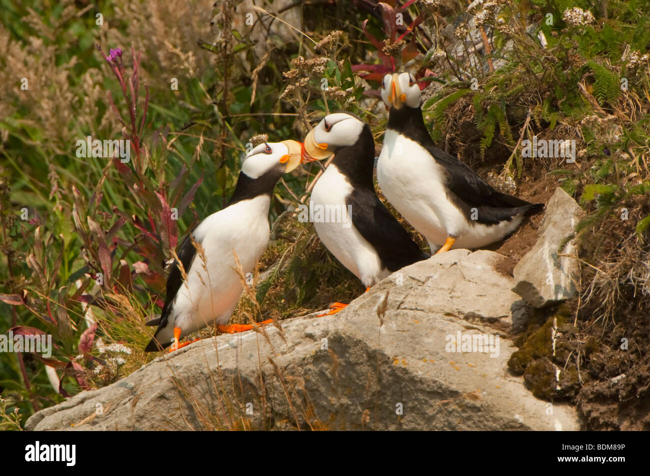 Cook Inlet, Alaska, Stati Uniti d'America. Cornuto pulcinelle di mare sono le più vicine Emisfero nord rispetto al pinguino. A differenza del pinguino possono Foto Stock