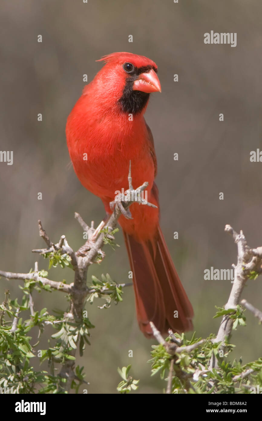 Rio Grande Valley, Texas, Stati Uniti d'America. Il Cardinale settentrionale è un iconico North American bird ed è stato uccello di più Stati membri Foto Stock