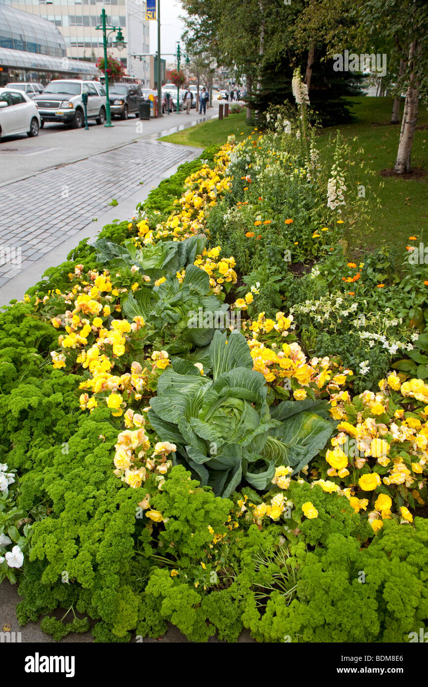 Anchorage in Alaska, - il cavolo e il prezzemolo cresce in aiuole di fiori in Town Square parco municipale nel centro cittadino di Anchorage. Foto Stock