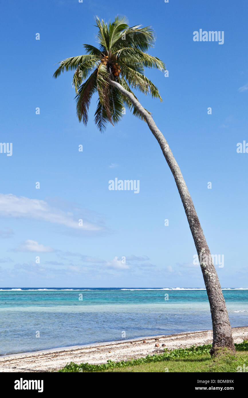 Una inclinazione Palm tree su una spiaggia a Rarotonga nelle Isole Cook nel Pacifico del Sud Foto Stock