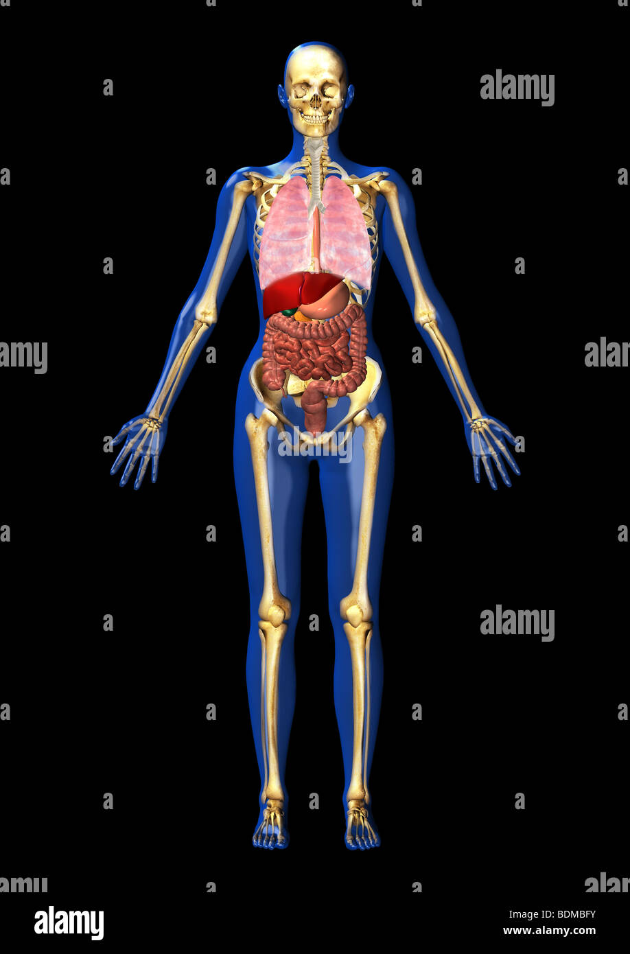 Umano illustrazione anatomica dei polmoni, e GI sistema compreso il fegato, cistifellea, pancreas, dello stomaco, dell'intestino, colon Foto Stock