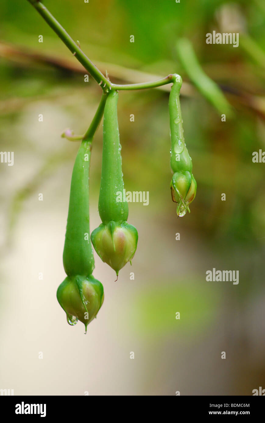 Nithyavazhuthana(piccolo brinjal) Foto Stock