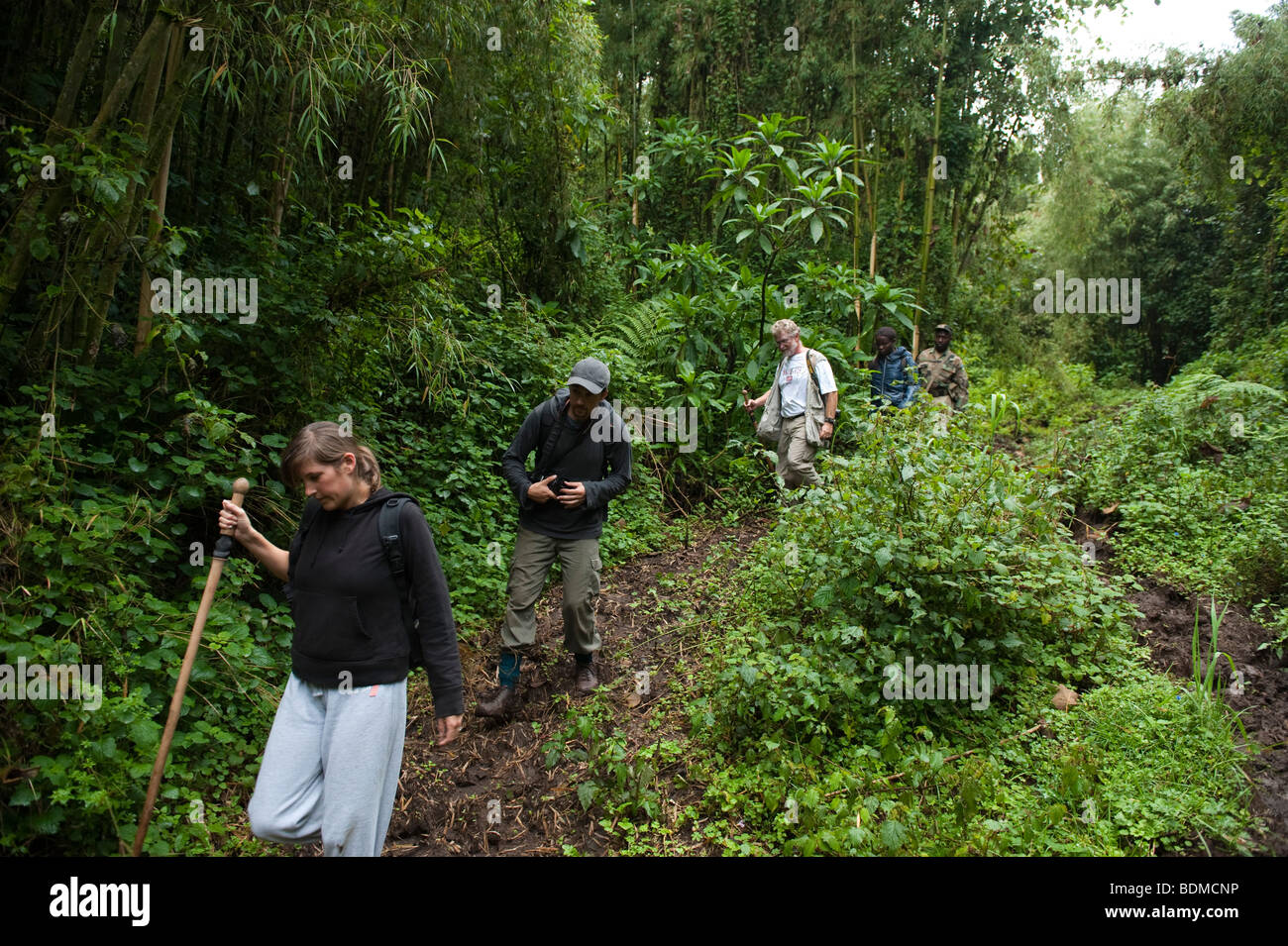 Gorilla tracking, Parco Nazionale Vulcani, Ruanda Foto Stock