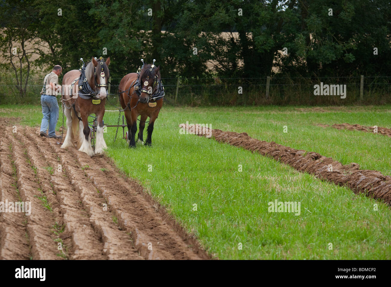 Cavalli pesante campo di aratura Foto Stock