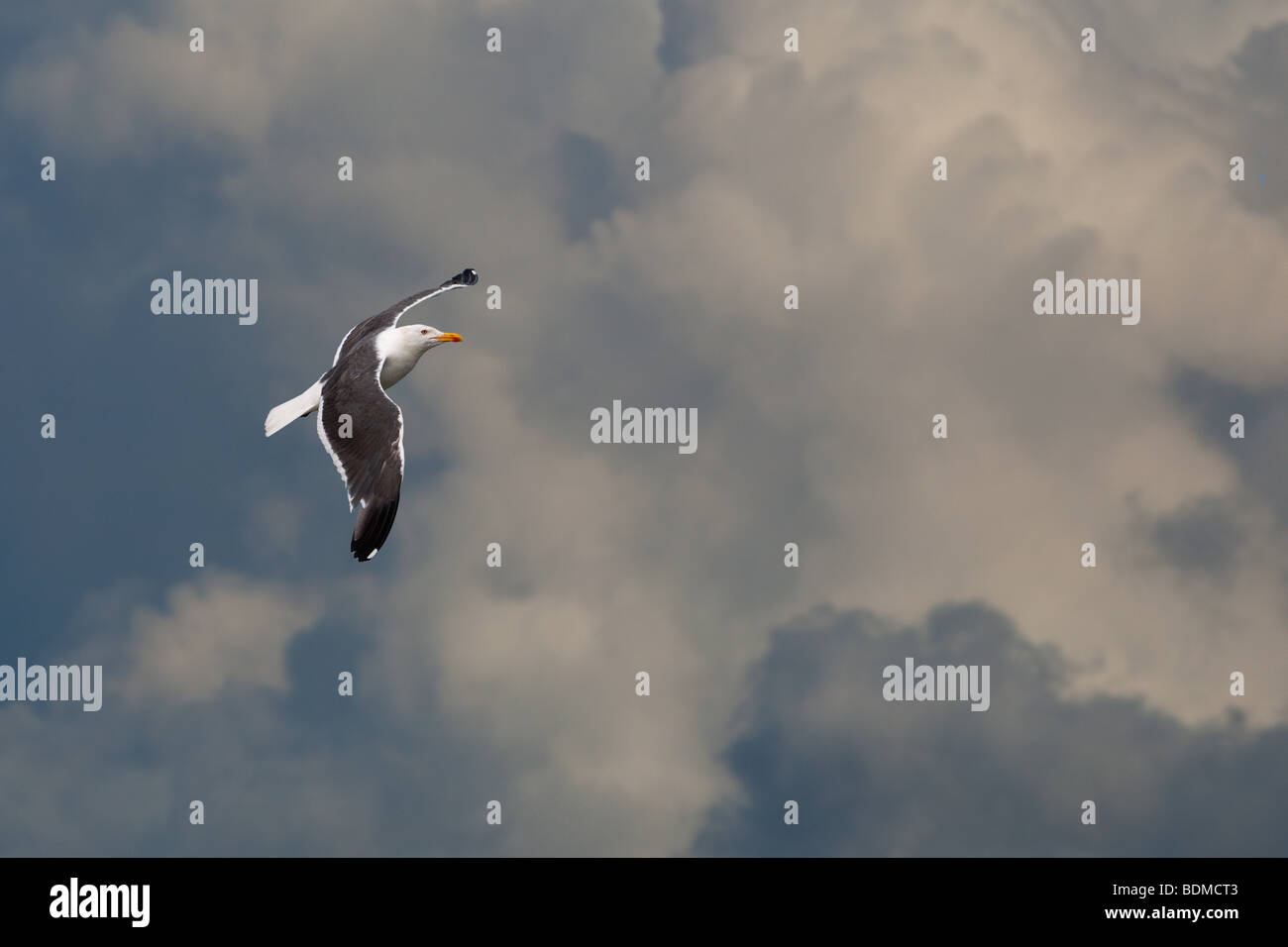 Lesser Black-backed Gull Larus fuscus Foto Stock