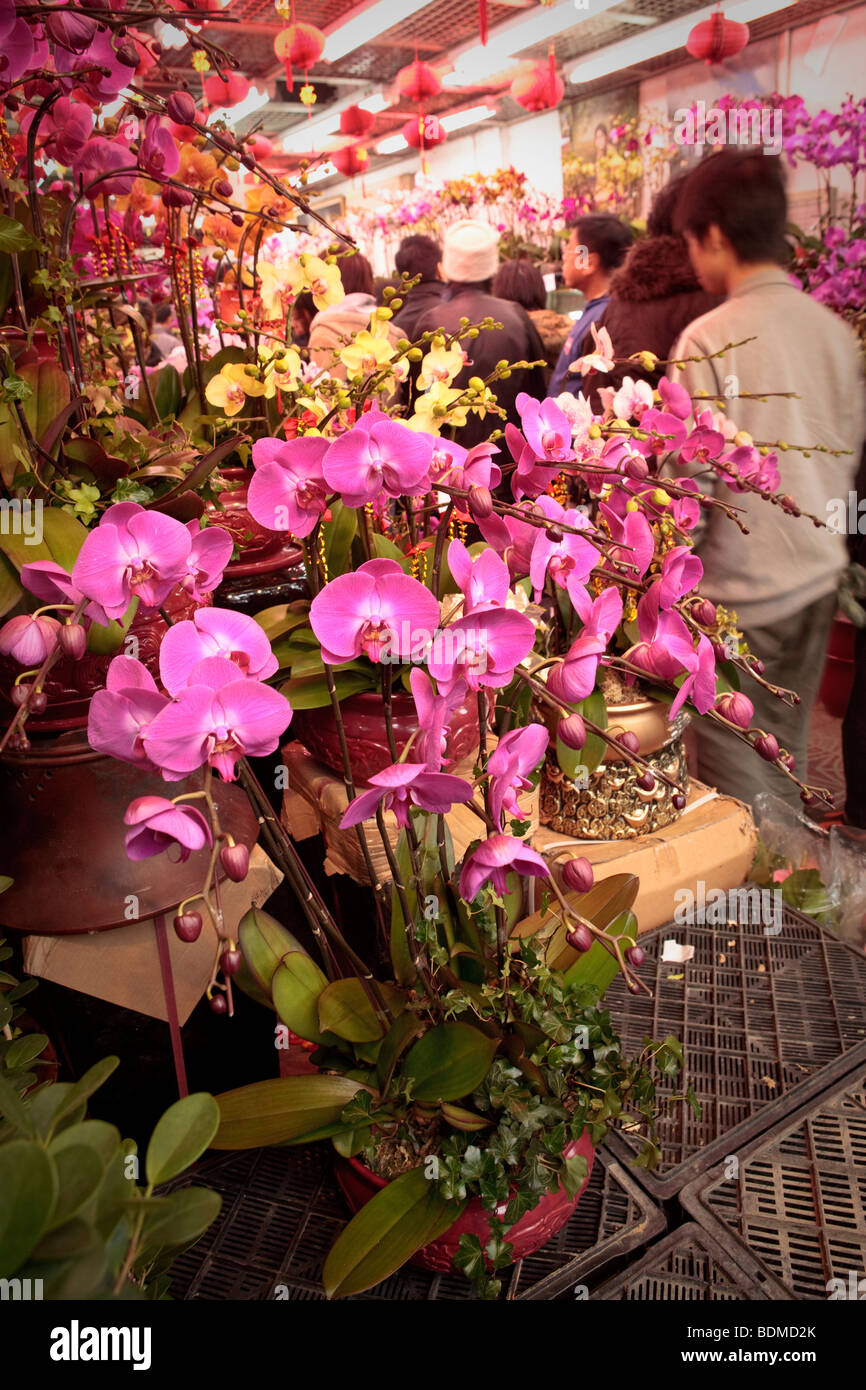 Il mercato dei fiori di strada in Mongkok, Hong Kong oltre l'anno nuovo cinese. Foto Stock