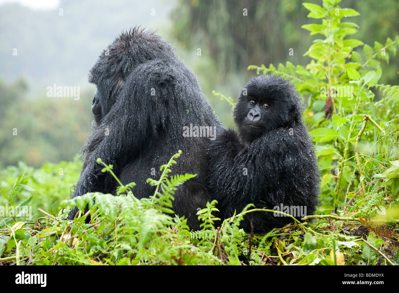 Gorilla di Montagna, Gorilla gorilla berengi, Parco Nazionale Vulcani, Ruanda Foto Stock