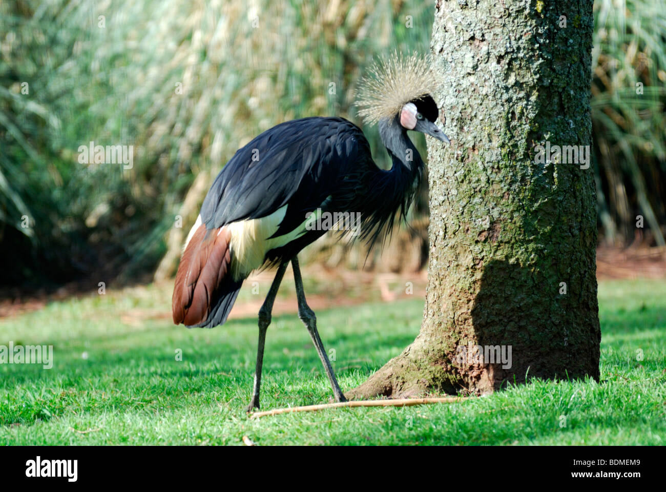 Grey Crowned Crane Balearica regulorum Foto Stock