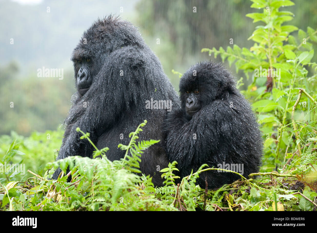 Gorilla di Montagna, Gorilla gorilla berengi, Parco Nazionale Vulcani, Ruanda Foto Stock
