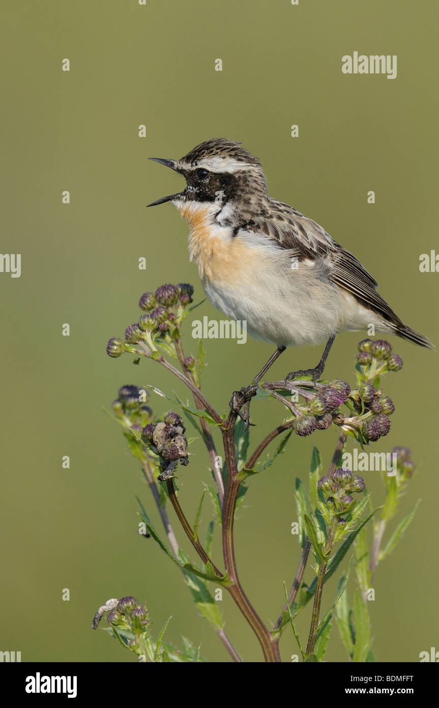 (Whinchat Saxicola rubetra) Foto Stock