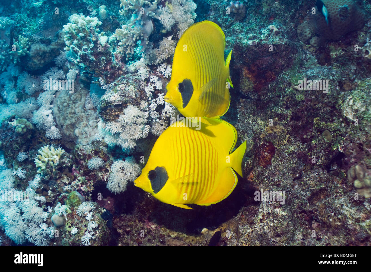 Golden butterflyfish (Chaetodon semilarvatus) coppia. Egytp, Mar Rosso. Foto Stock