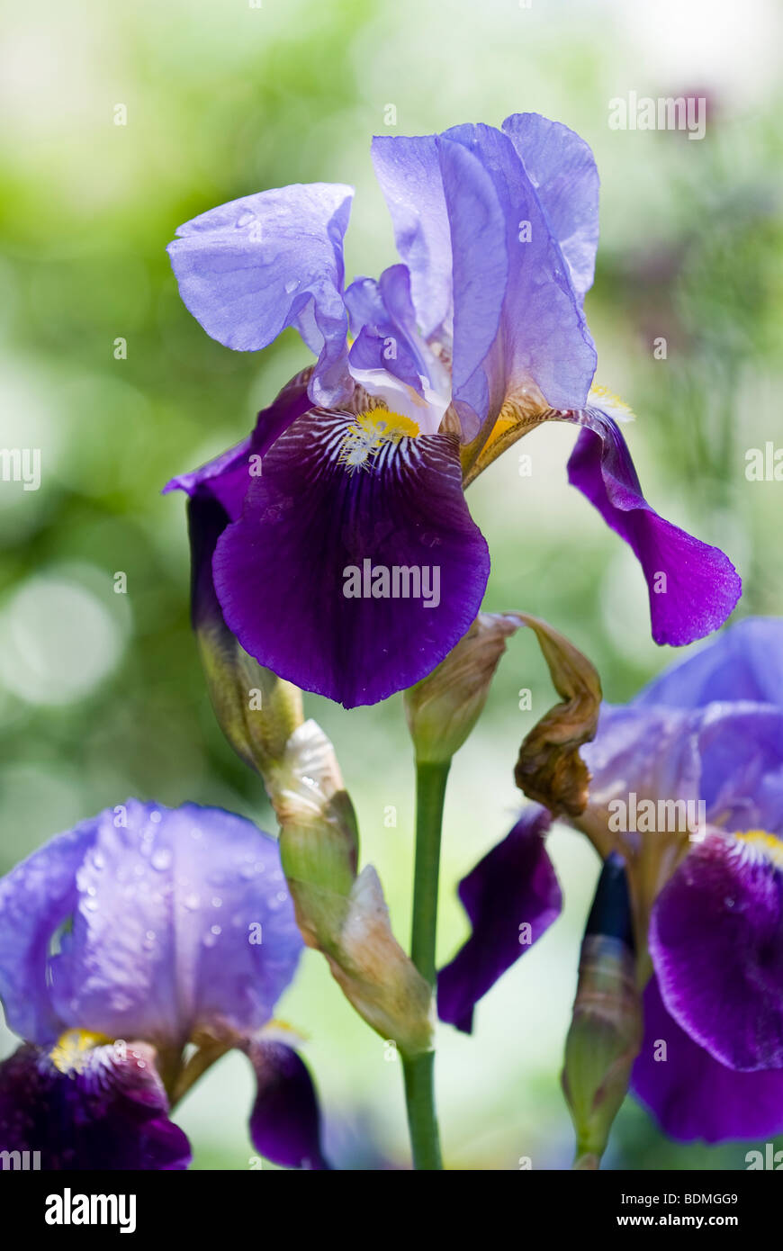 Iris barbuto Amigo Foto Stock