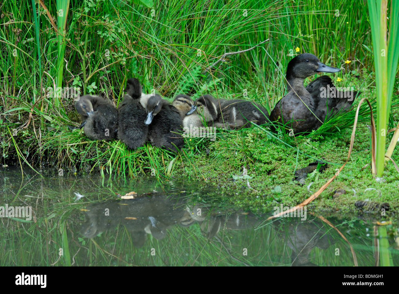 Mallard nero con grande famiglia anas platyrhnchos appoggiata in sun hiden lontano da preditors Foto Stock