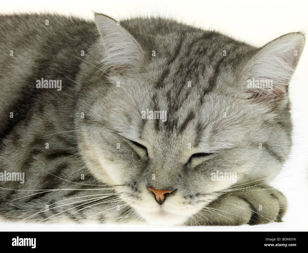 Gatto di sonno Foto Stock