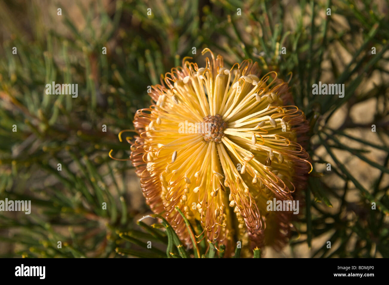 Heath Banksia fiore (Banksia ericifolia), il Parco Nazionale Blue Mountains, Nuovo Galles del Sud, Australia Foto Stock