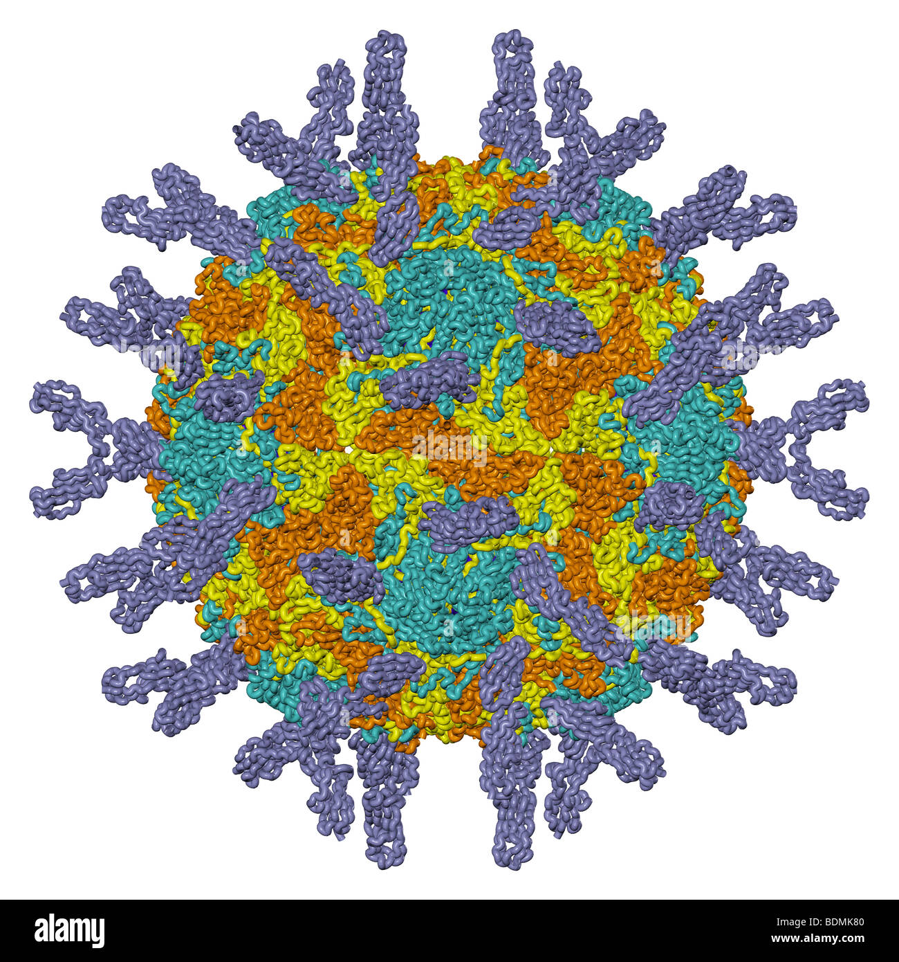 Tridimensionale di generati con il computer modello di umanità rhinovirus 16 Foto Stock