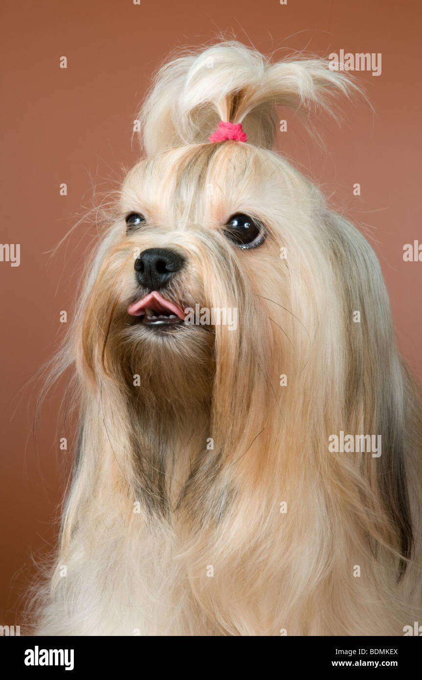 Lap-cane in studio su uno sfondo neutro Foto Stock
