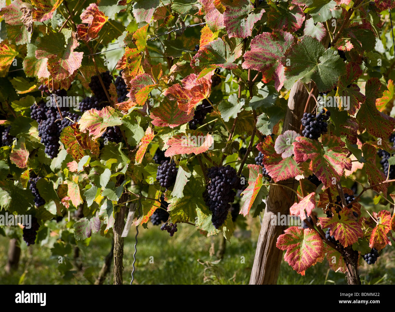 Naumburg, Weinberge an der Saale, Rotwein Reben, blaue Trauben, Wein Foto Stock