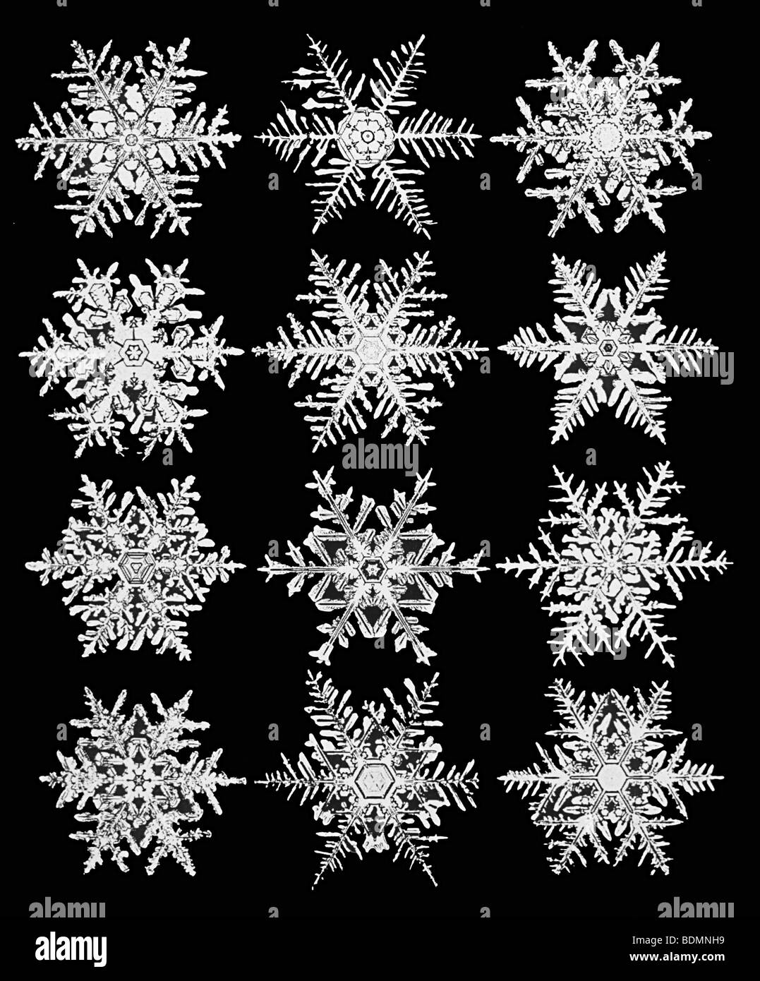I fiocchi di neve, fotografata da Wilson Bentley nei primi anni del novecento Foto Stock