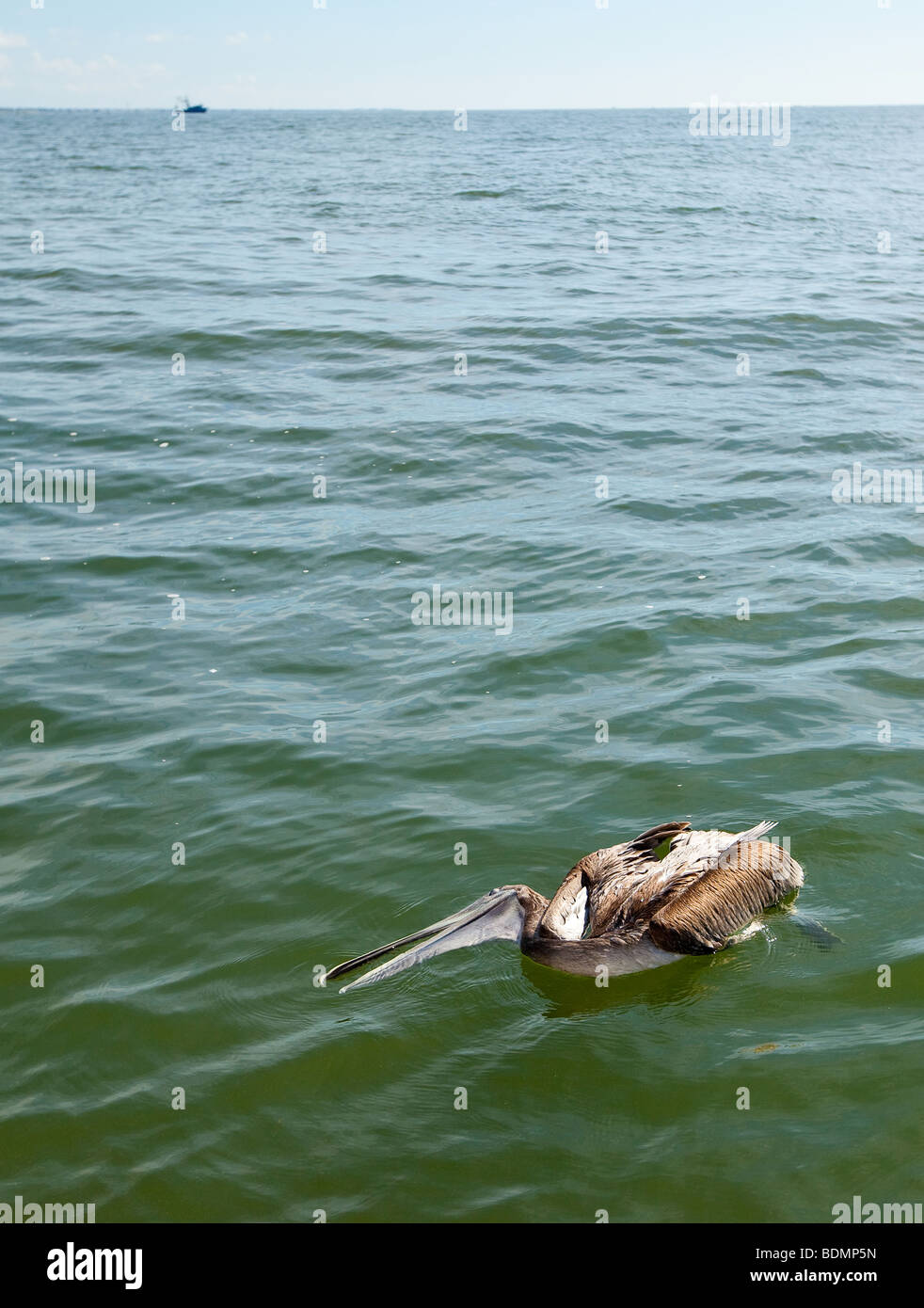 Un morto pelican fluttua vicino una barca shrimping in Charleston, Sc. Spesso Shrimpers kill pellicani per proteggere le loro catture. Foto Stock