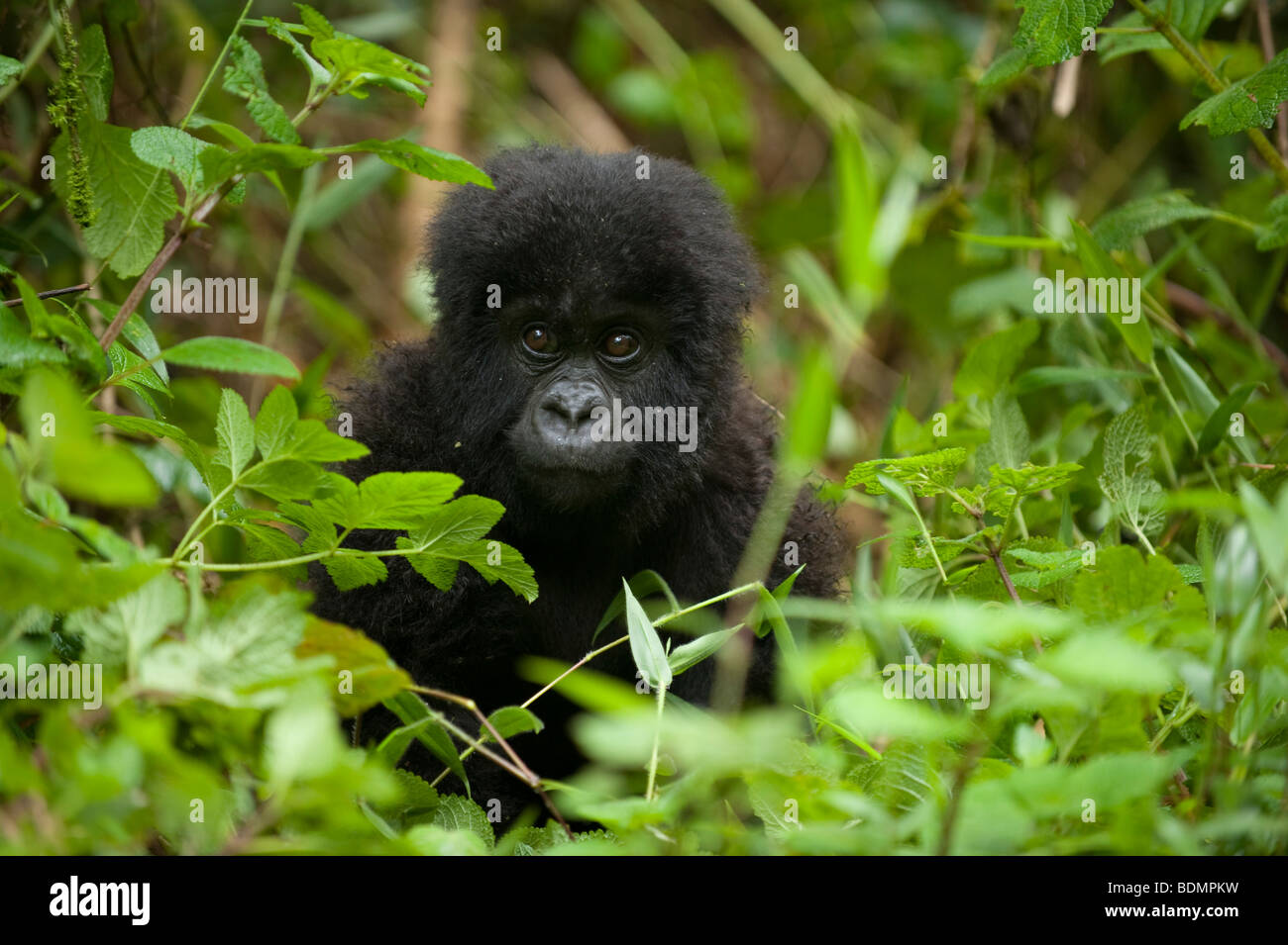 Gorilla di Montagna, Gorilla gorilla berengi, Parco Nazionale Vulcani, Ruanda Foto Stock