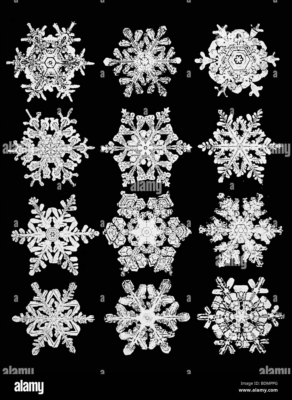 I fiocchi di neve, fotografata da Wilson Bentley nei primi anni del novecento Foto Stock