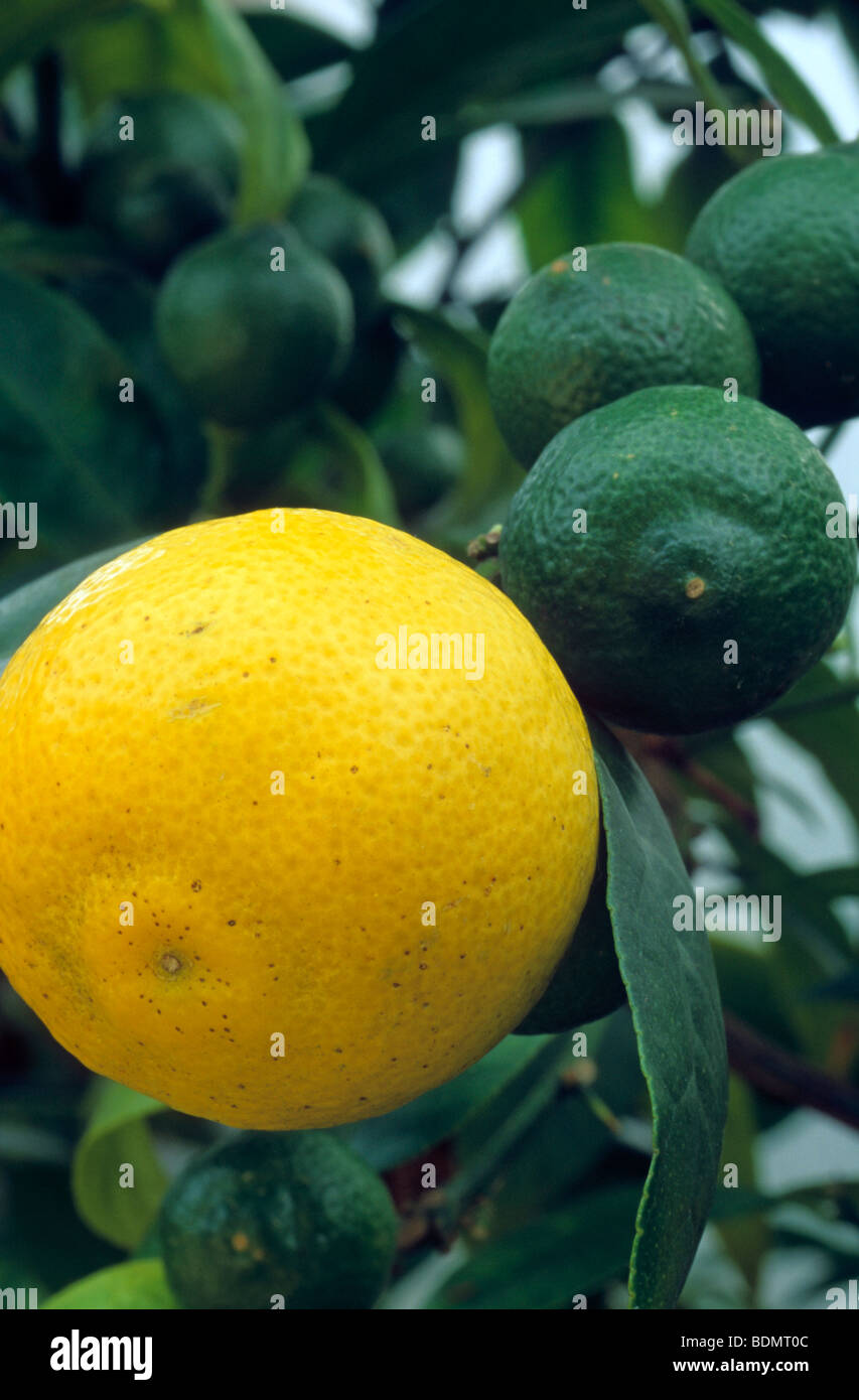 CITRUS AURANTIIFOLIA Foto Stock