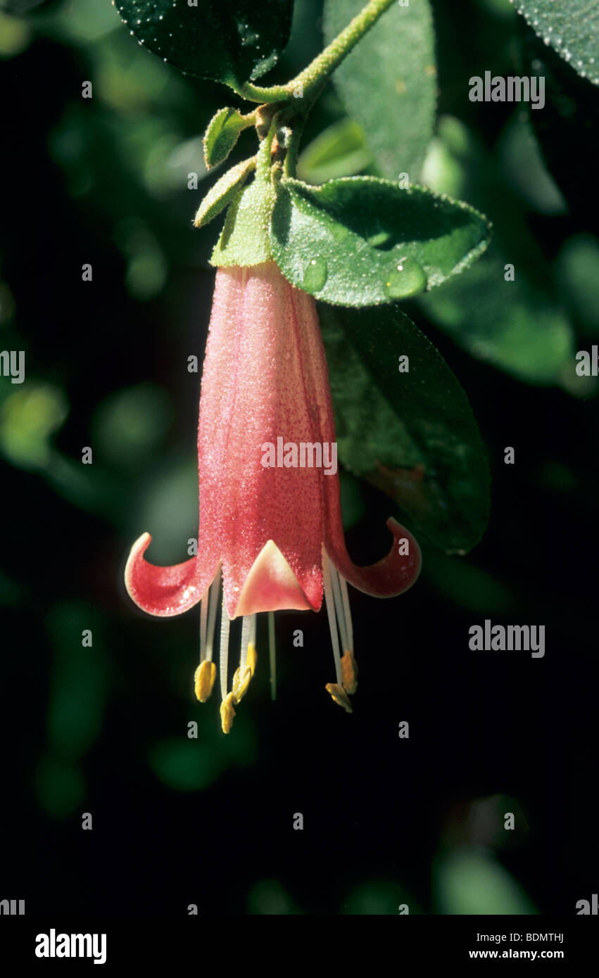 CORREA 'DUSKY campane' Foto Stock