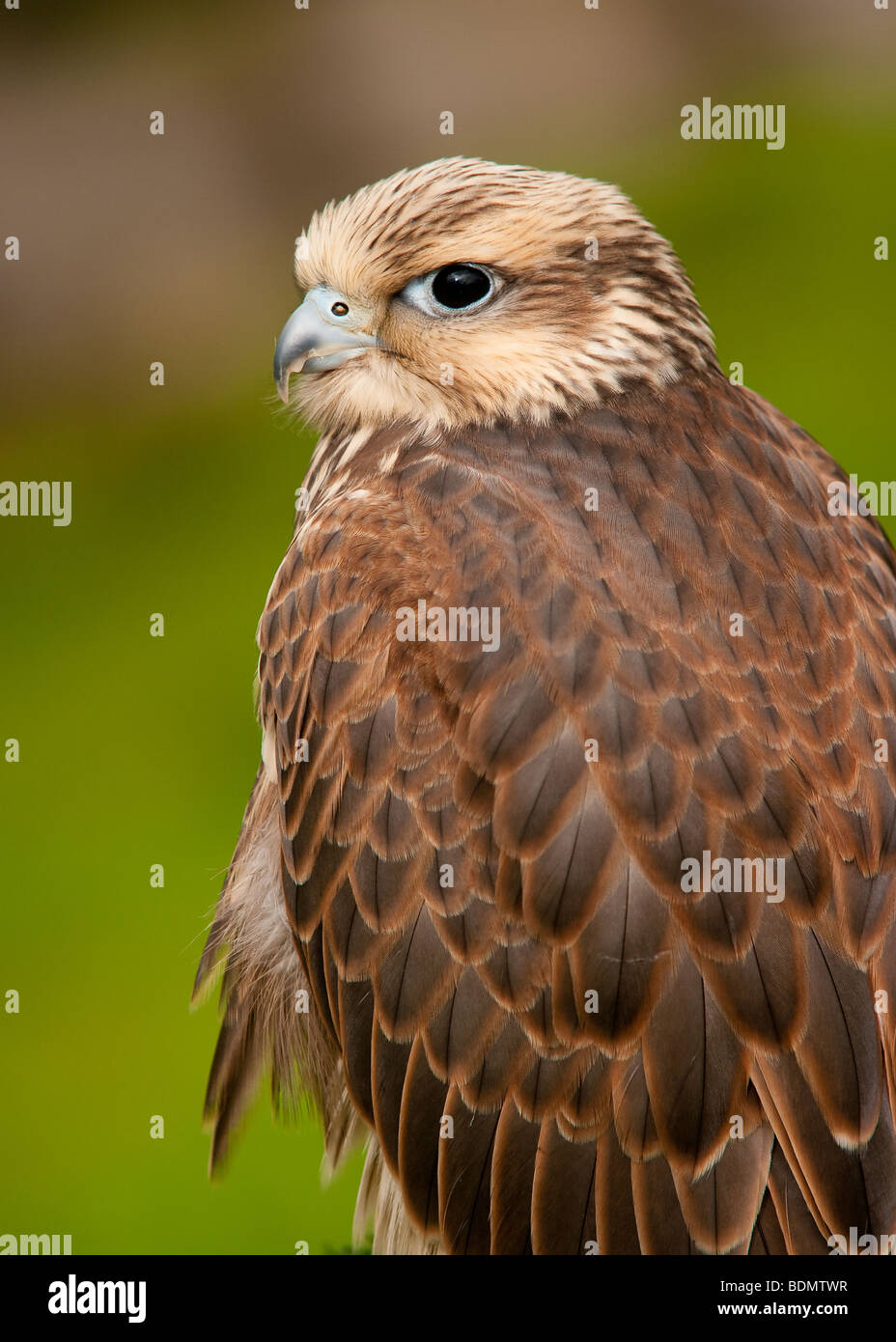 Ritratto di Falco Foto Stock