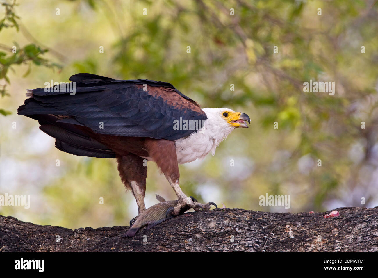 African Fish Eagle (Haliaeetus vocifer), Chobe National Park, Botswana, Africa Foto Stock
