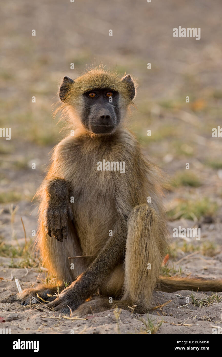 Babbuino giallo (Papio cynocephalus), Chobe National Park, Botswana, Africa Foto Stock