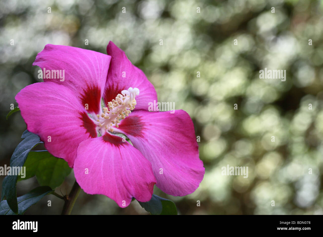 Ibisco rosa Syriacus (Woodbridge rosa di Sharon) Foto Stock