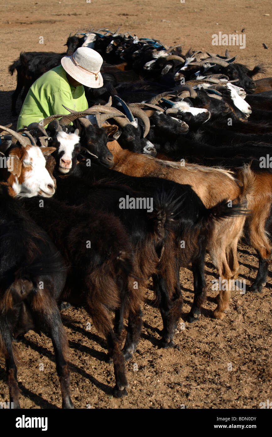 Donna mungere le capre, Mongolia Foto Stock