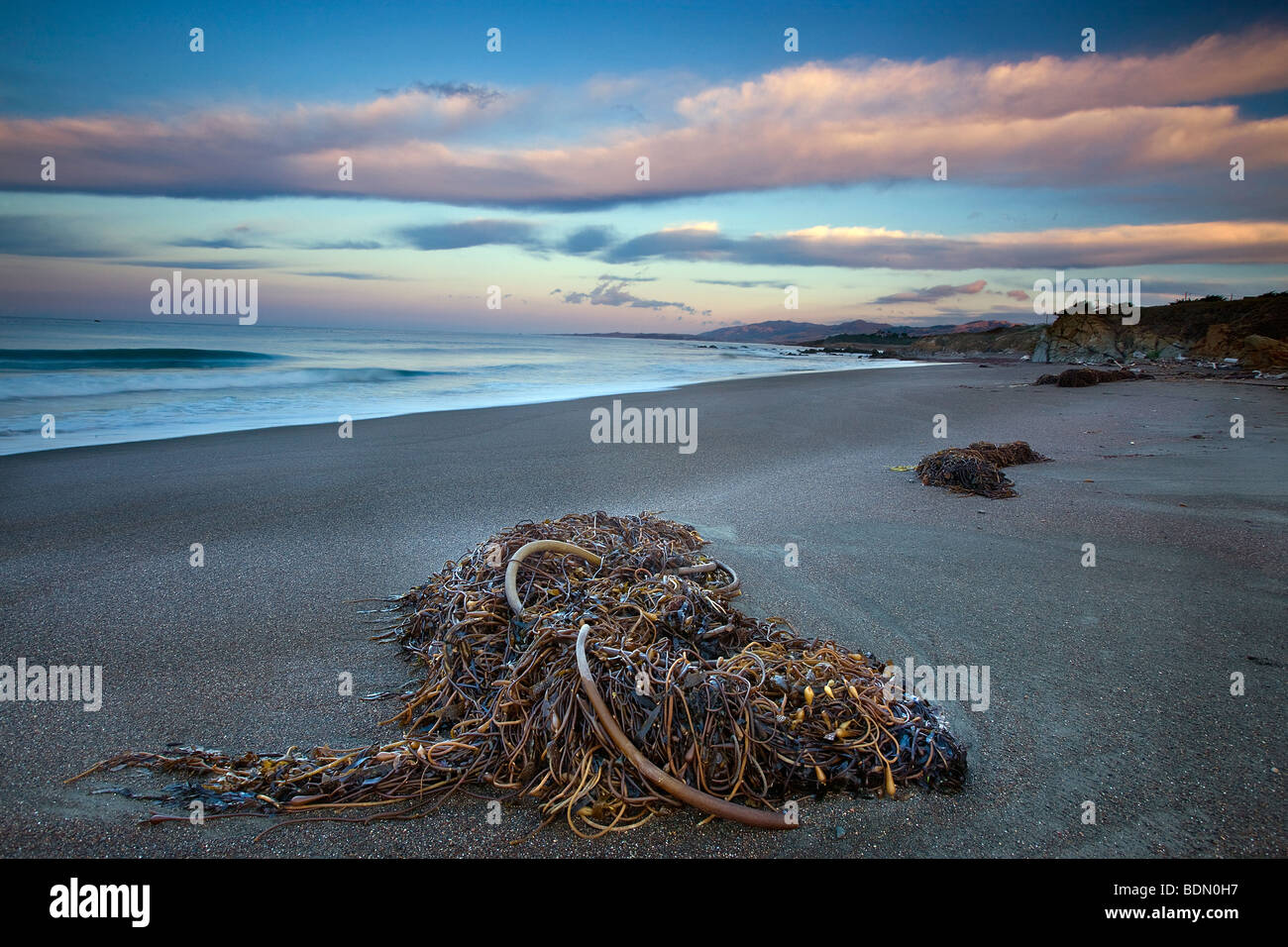 Morì kelp e dawn sky, la Pietra di Luna Beach, Cambria, Big Sur, California, Stati Uniti d'America. Foto Stock