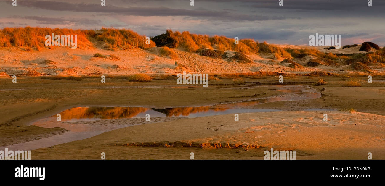 La luce del tramonto aggiunge calde sfumature di colore all'oceano di dune, Pismo Beach State Park, California, Stati Uniti d'America Foto Stock
