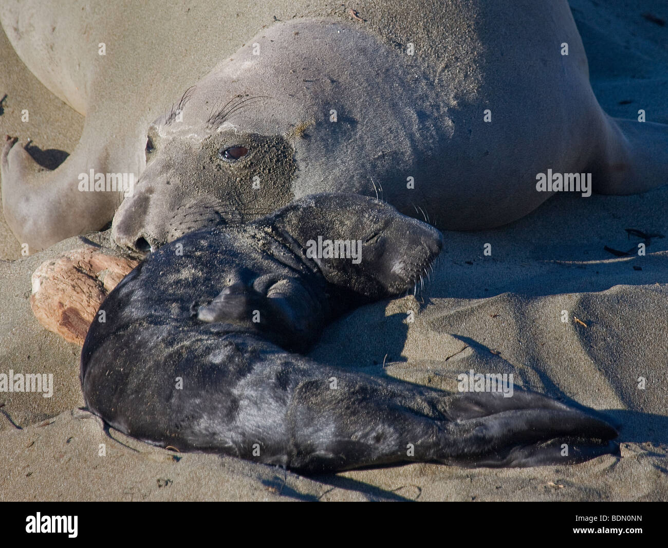 Una madre guarnizione di elefante e il suo cucciolo crogiolarsi al sole a PIEDRAS BLANCAS rookery, Big Sur, California, Stati Uniti d'America. Foto Stock