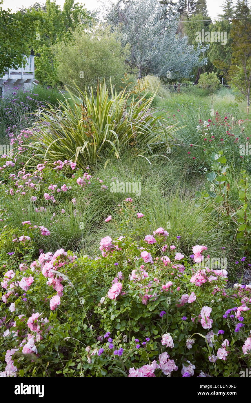 Arbusto di rose con le piante perenni phormium e Centranthus , in California prato giardino, design Richard McPherson Foto Stock