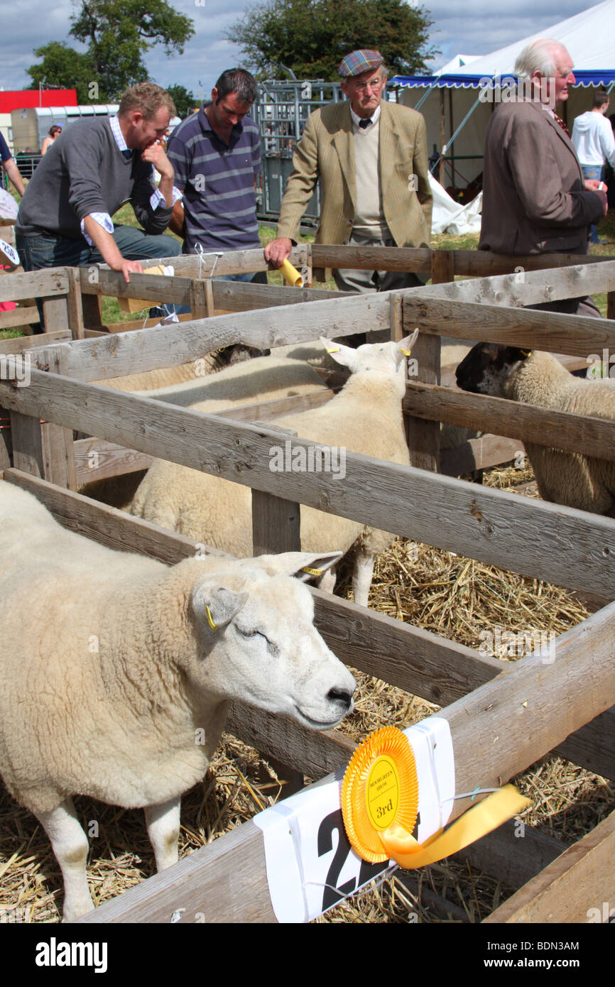 Pecore al Moorgreen Show, Moorgreen, Nottinghamshire, England, Regno Unito Foto Stock