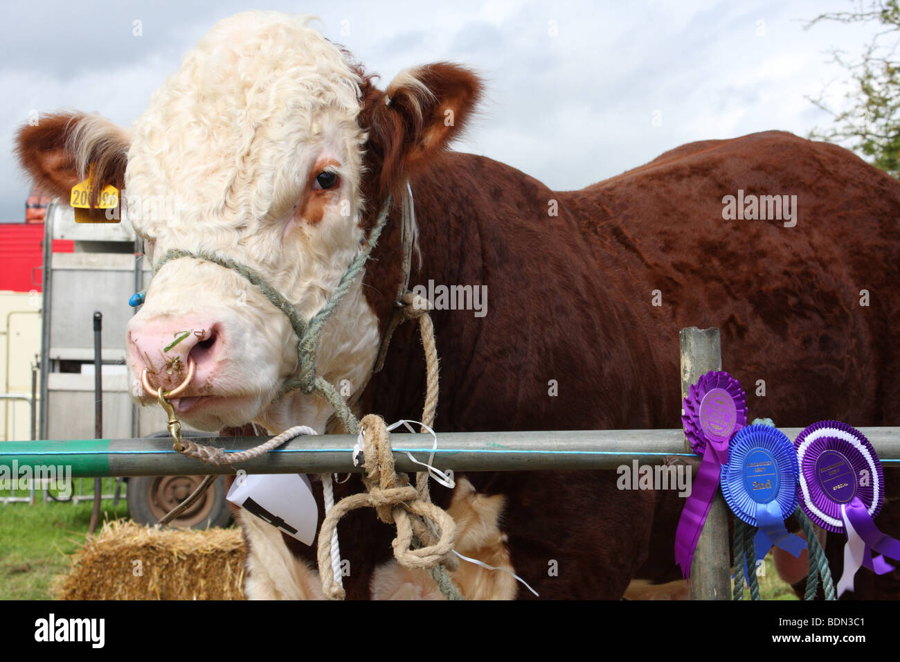 Una vincita pedigree bull al Moorgreen Show, Moorgreen, Nottinghamshire, England, Regno Unito Foto Stock