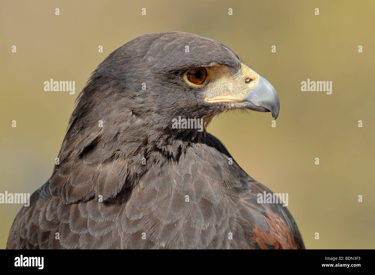 Deserto Poiana di Harris Hawk (Parabuteo unicinctus), ritratto, Arizona Sonora Desert Museum, il Parco nazionale del Saguaro West, Tucso Foto Stock