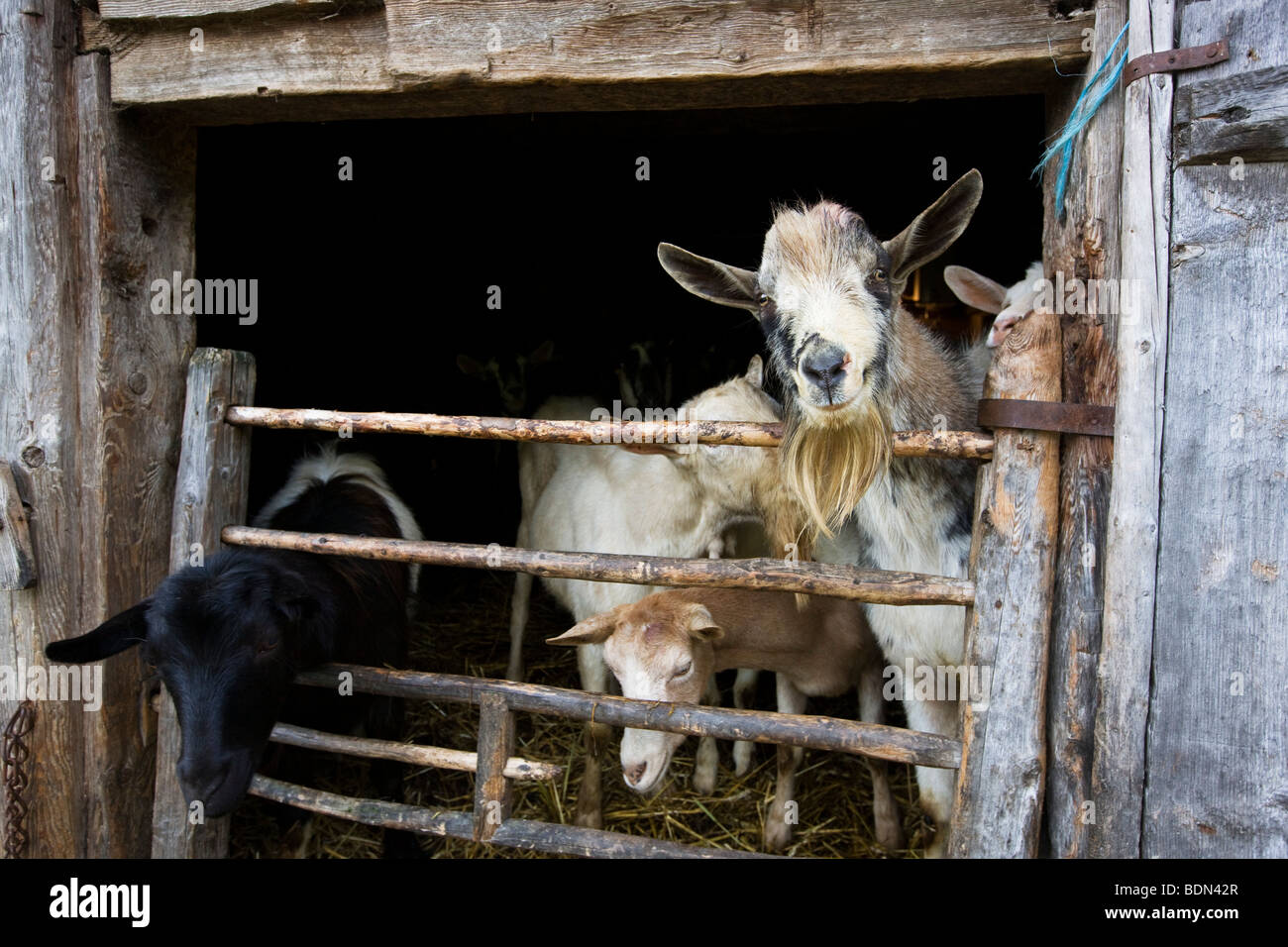 Capre guardando fuori della stalla di una cabina di montagna, Alpbach, Tirolo del Nord, Tirolo, Austria, Europa Foto Stock