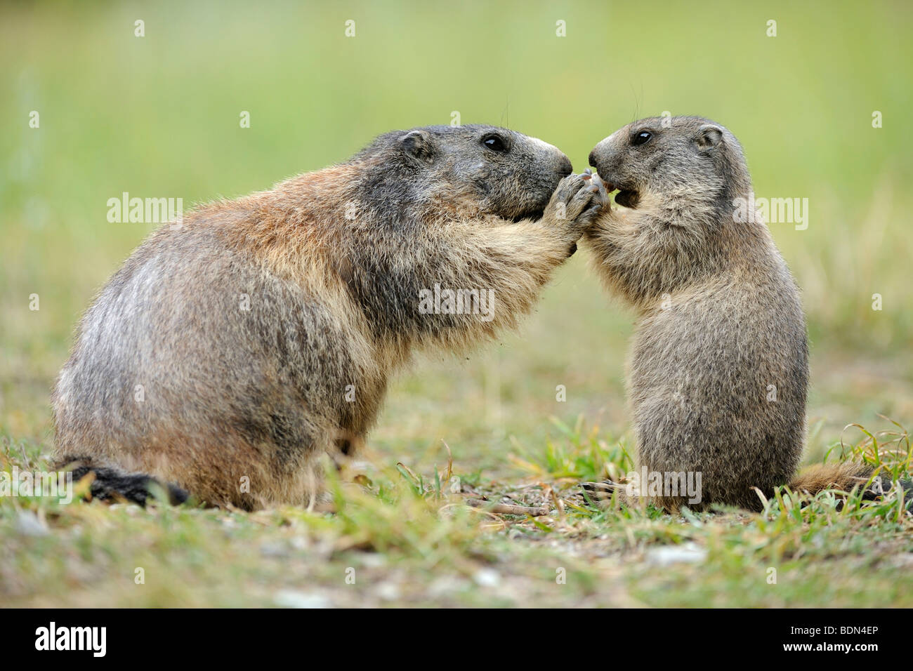 Alpine marmotta (Marmota marmota) con giovani Elemosinare il cibo Foto Stock