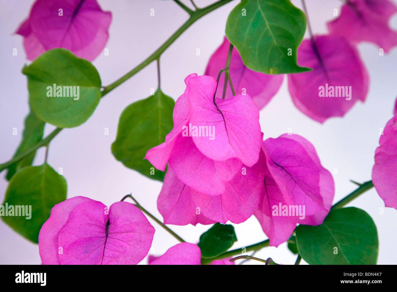 Il Bougainvillea accanto alla parete bianca. Los Angeles, CA Foto Stock