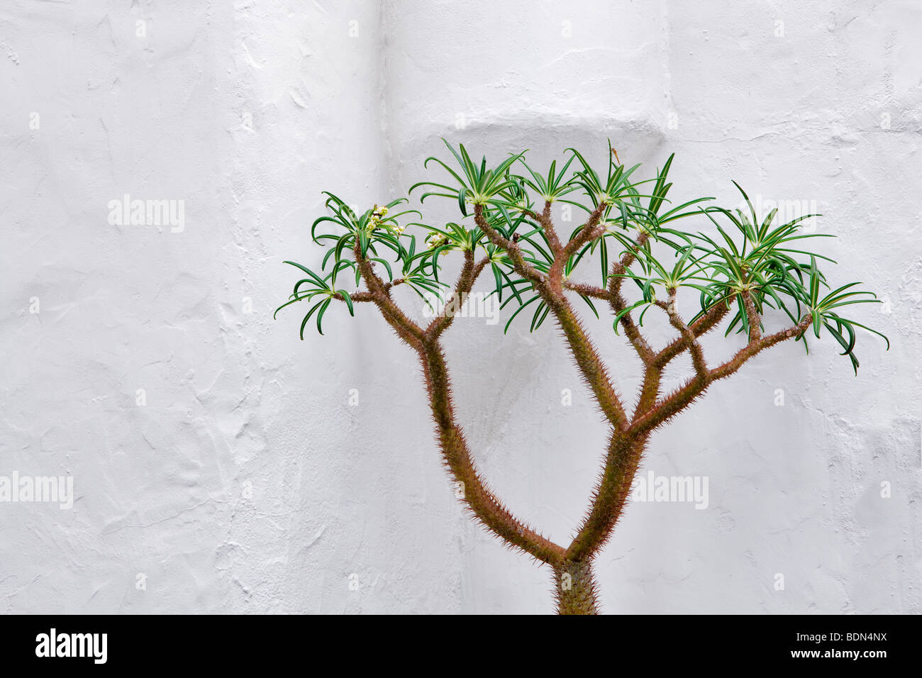 Pachypodium Lamerei cresce accanto alla parete bianca. Los Angeles, CA Foto Stock