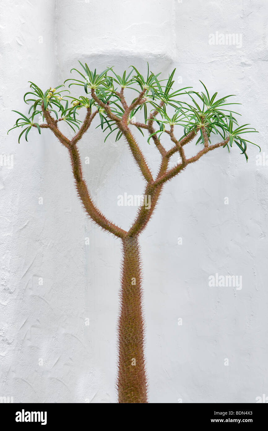 Pachypodium Lamerei cresce accanto alla parete bianca. Los Angeles, CA Foto Stock