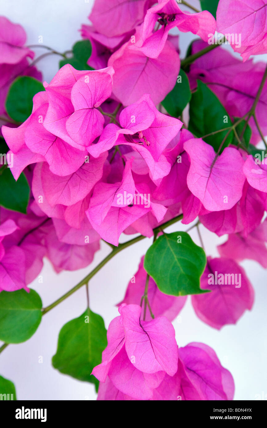 Il Bougainvillea accanto alla parete bianca. Los Angeles, CA Foto Stock