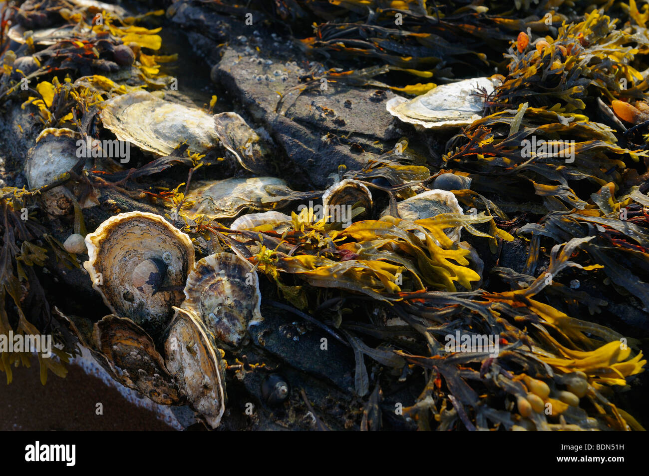Ostriche e alghe marine aggrappati a rocce a bassa marea tramonto al cofano porta Cape Breton Island Nova Scotia Canada Foto Stock