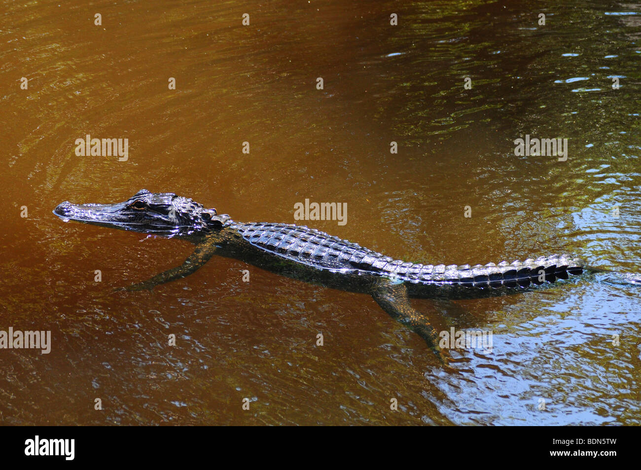 Un alligatore in una palude bayou vicino a New Orleans, Louisiana Foto Stock
