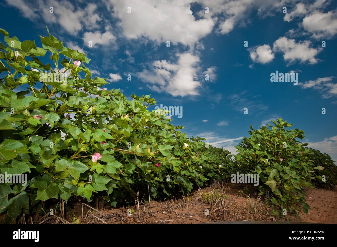 Sana con cotone rosso e giallo e fioriture bolls verde sotto un blu West Texas sky. Foto Stock